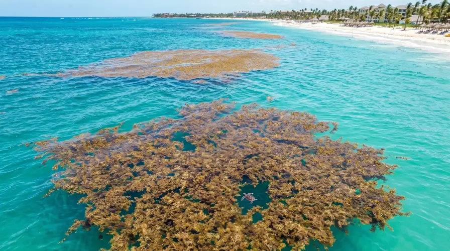 What is Sargassum (And Why is There So Much Seaweed in Punta Cana) - Seaweed in Punta Cana