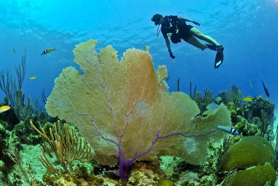 El Peñón Reef