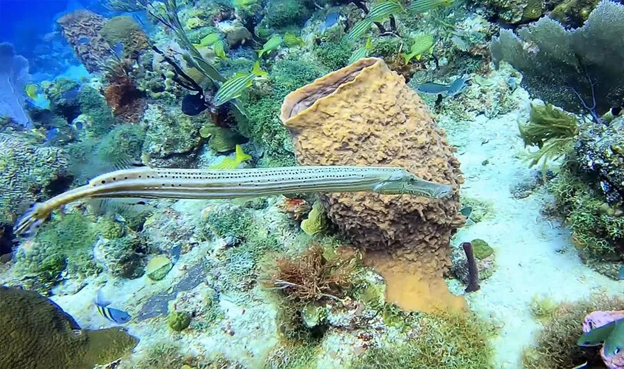 6. Home to the Longest Coral Reef in the Dominican Republic