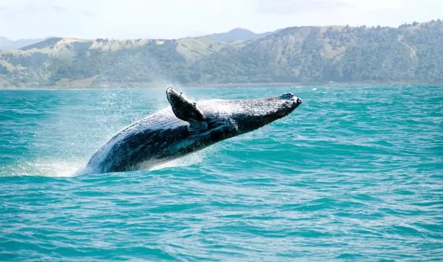 9. Seasonal Whale Watching Experience