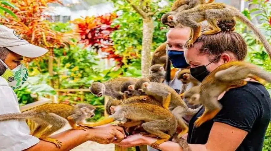 4. Monkey Land Safari and Plantation Tour