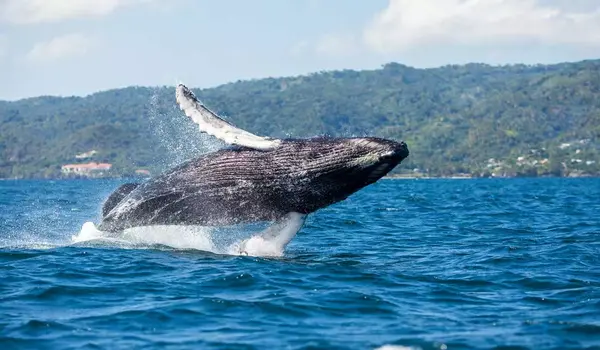 3. Whale Watching in Samaná Bay (Seasonal Exclusive) - Things to Do in Punta Cana in February