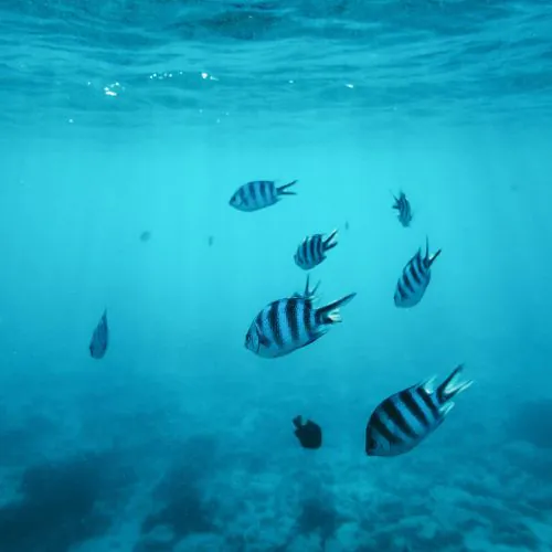 5 - Beautiful marine life of Punta Cana on our catamaran Punta Cana isla saona tour