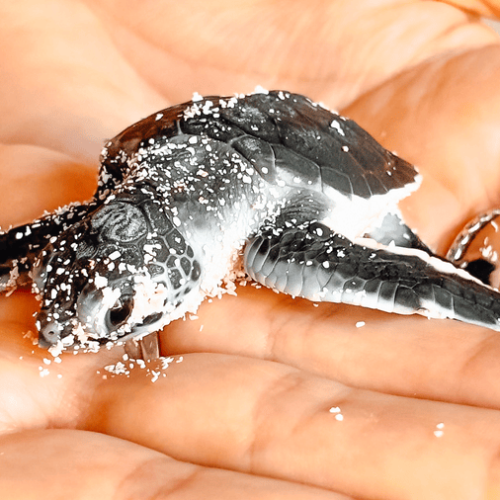 5 Isla Saona Sea and Wildlife