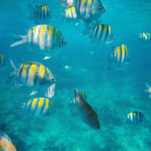 6 - Beautiful fishes and marine life of punta cana on our catamaran Punta Cana isla saona tour