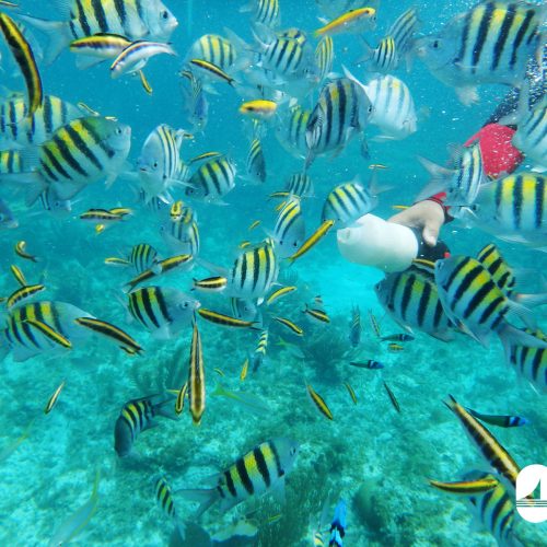7 - Beautiful marine life of Punta Cana view on our private catamaran Delux for large groups tour