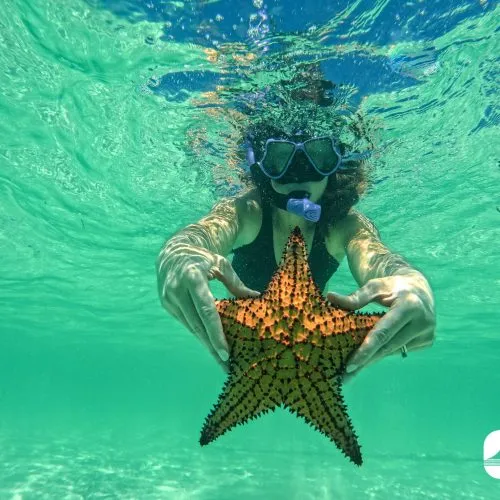 7 - Guest having fun while snorkeling and enjoy the starfish view of Punta Cana on our catamaran Punta Cana isla saona tour