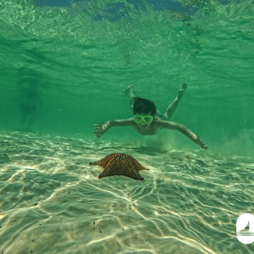 8 - Happy guests enjoying snorkeling and marine life while enjoy with the starfish on our Isla Soana Wildlive tour