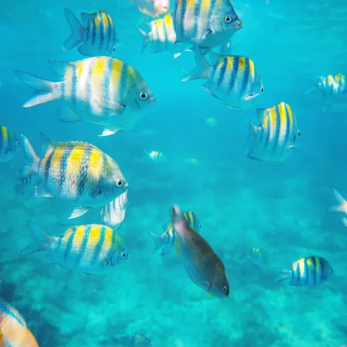 9 - Beautiful marine life view of Isla Saona on our private yacht to Saona Island tour