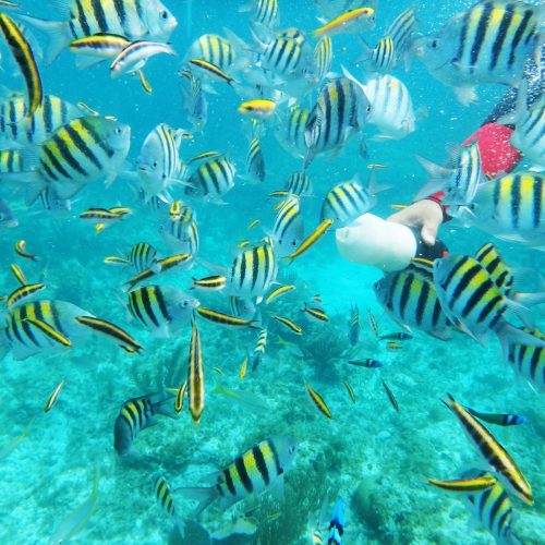 Beautiful marine life view on shared Isla Catalina tour with us