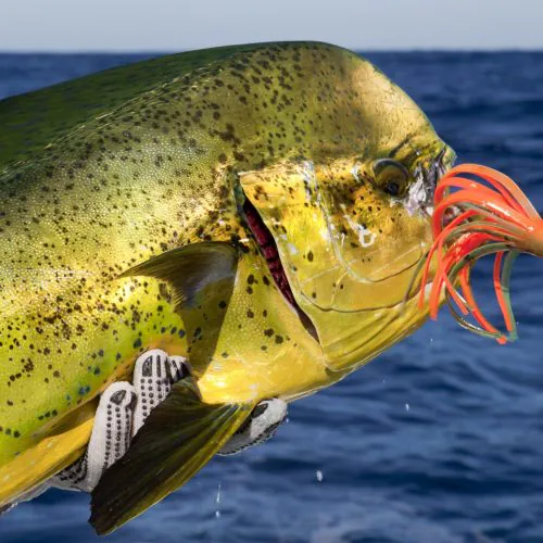 Fish catch by customer on our deep sea fishing tour Punta Cana