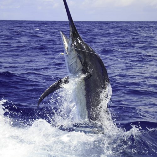 Happy customer catch a huge fish on deep sea fishing tour Punta Cana