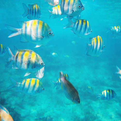 Marine life view in Isla Catalina on shared Isla Catalina tour with us