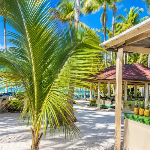 isla-saona-beach-palm-trees
