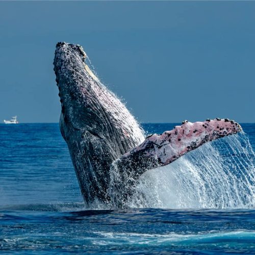 samana-tour-transportation-van