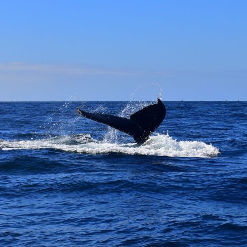 samana-whale-season-adventure