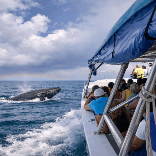 samana-whale-watching-boat-tour.jpg