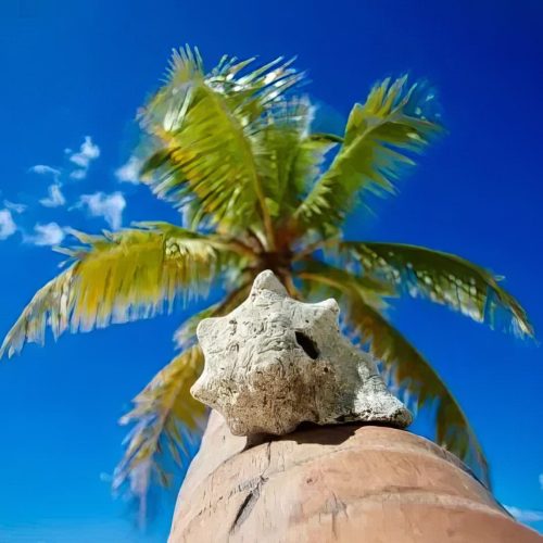 shared isla saona catamaran adventure